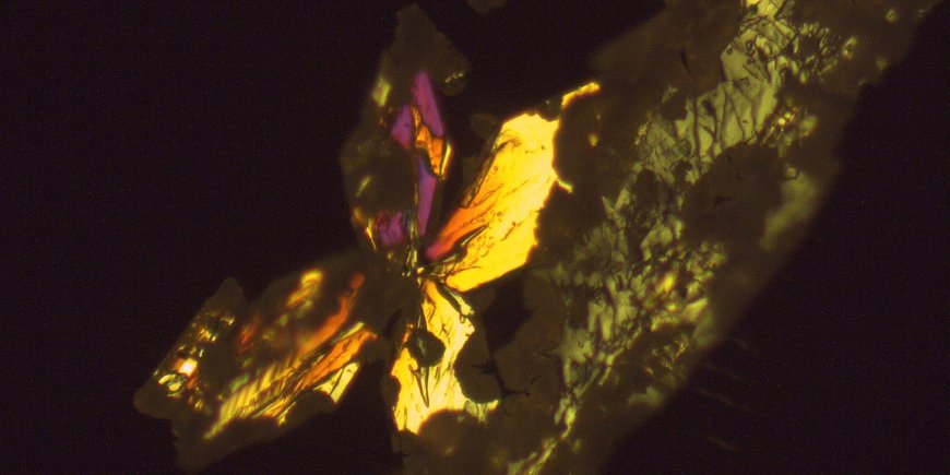 Butterfly-shaped struvite twins, partially transformed to newberyite (dark and round phases) under polarized light