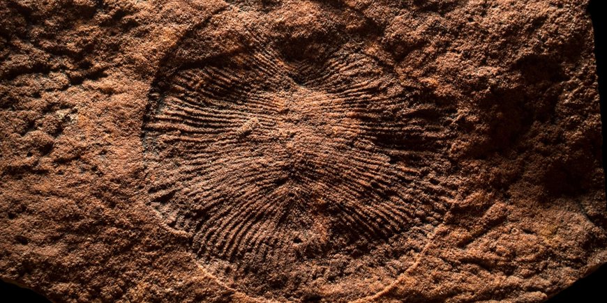 Abdruck (linienartig) von einem rundlichen Tier (Dicksonia) in Sandstein