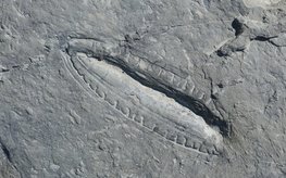 Kimberella fossile