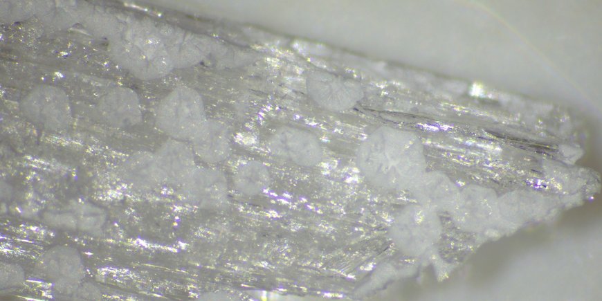 Struvite crystal with newberyite "spots" showing shrinking fractures.