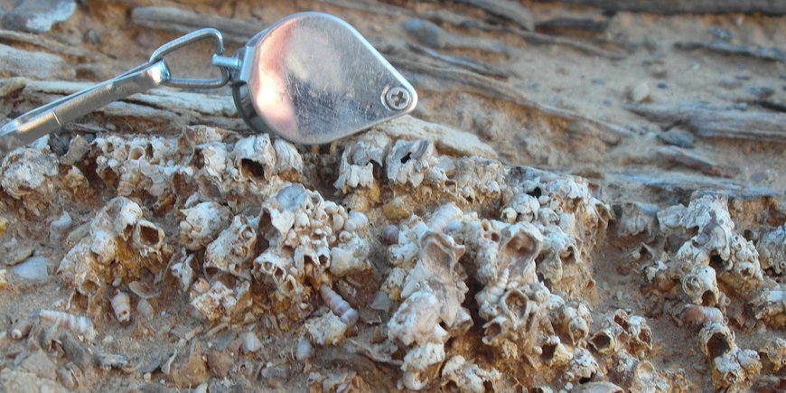 Fingernail-sized white barnacles and snail shells.