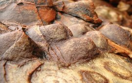 Bild von Stromatolithen aus dem Archaikum
