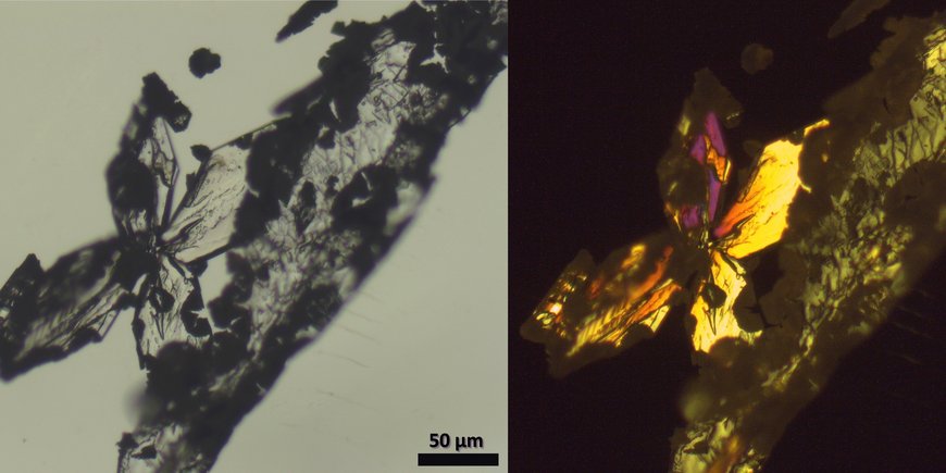 The image shows two struvite crystals that have been exposed to air for six months under the petrographic microscope. On the left side colourless under linear polarised light, the twinned struvite crystal shows colourful 2nd order interference colours under crossed polars in the right-hand sided image. Highly refractive, dark phases can be seen at the phase boundaries, that are probably newly formed newberyite.