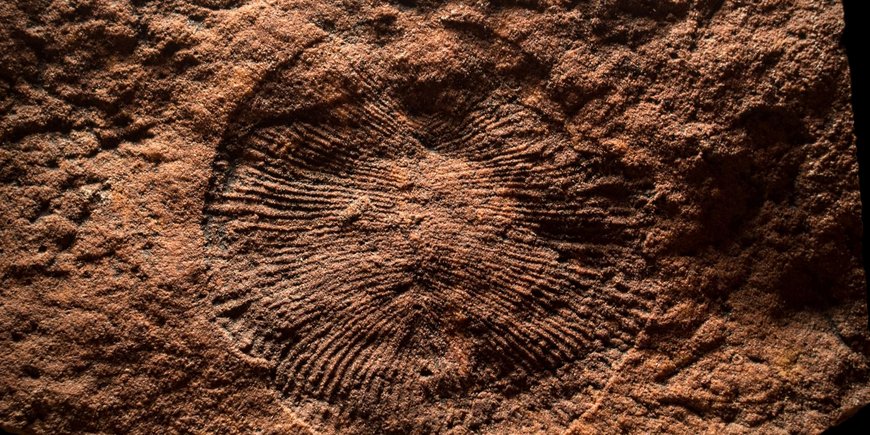 Abdruck (linienartig) von einem rundlichen Tier (Dicksonia) in Sandstein