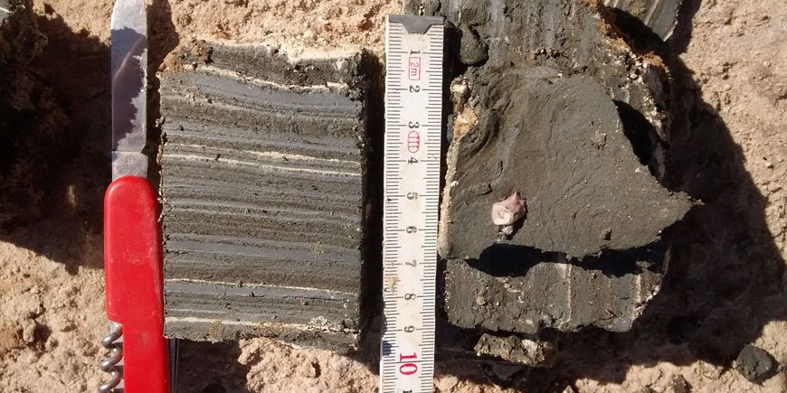 Cut out lake sediments with pocket knife and folding rule for size comparison.