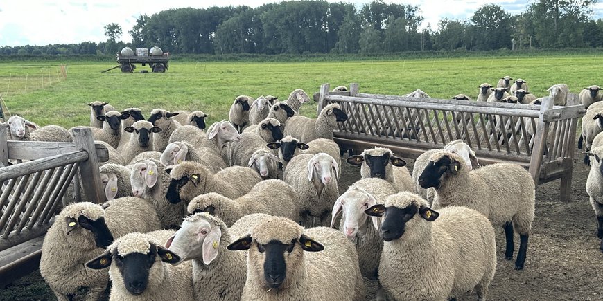 Schafe auf einem Moor