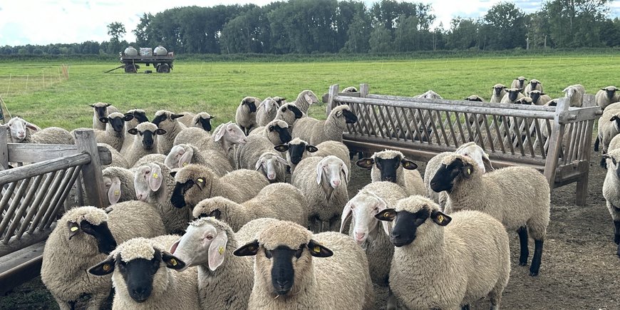 Schafe auf einem Moor