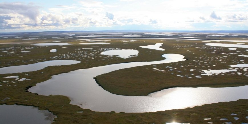 Polygonal lakes in low overgrown tundra landscape.