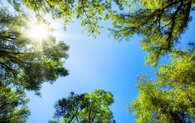 Foto senkrecht nach oben mit Blick in den blauen Himmel zwischen grünen Baumkronen.