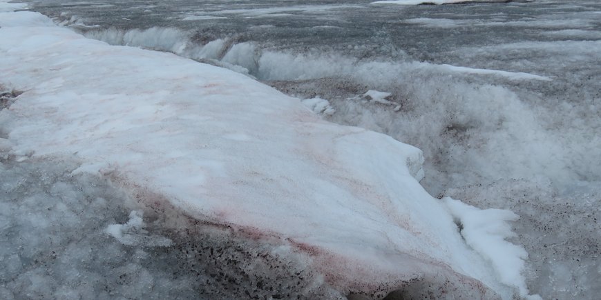 Glacier ice algae and red snow algae in Greenland