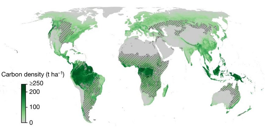 Mercator projection of the world with the concentration of above-ground tree carbon shown in color.