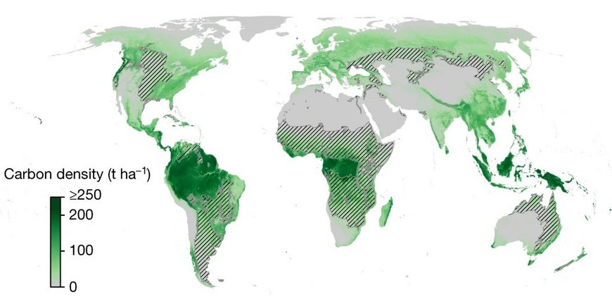Mercator-Projektion der Welt mit farbig dargestellter Konzentration der oberirdischen Baumkohlenstoffes.