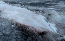 Snow and ice algae in Greenland (dark zone)