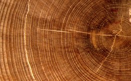 Photo of a thick tree slice with the annual rings.