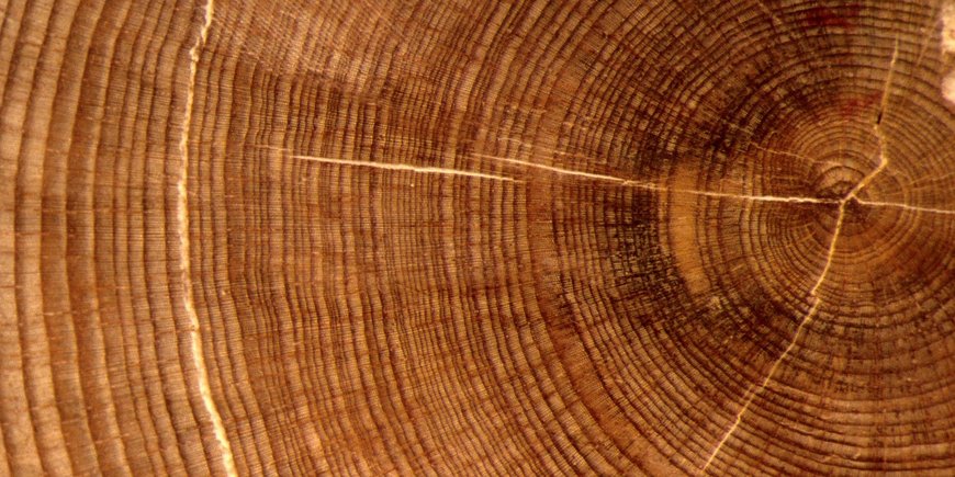 Photo of a thick tree slice with the annual rings.