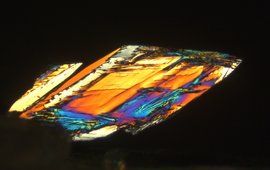 Struvite crystal under crossed polarized light